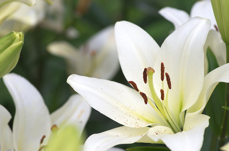 Flowers flowers  / stunning flowers