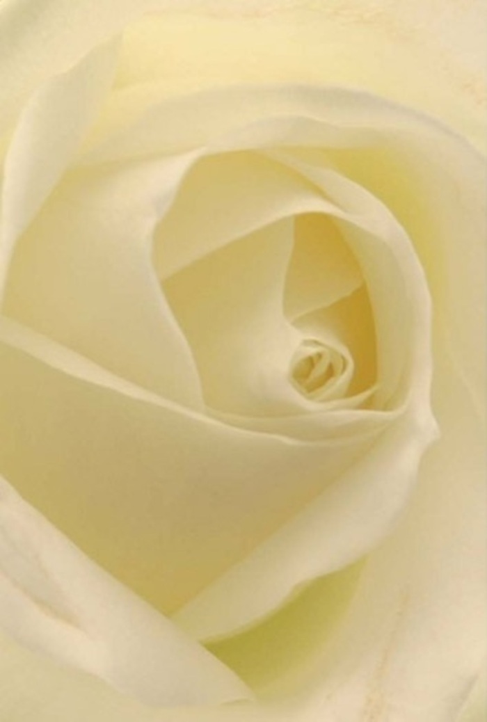 From the expert viewpoint of a Nunhead florist, this intimate image reveals the refined elegance of a classic white rose-each petal unfurling with the softness of fine silk, layered in harmonious creams and subtle yellows recalling spring blooms along Brockley Footpath. The light permeates every curve, imbuing the rose with a warm, inner glow that makes it seem almost illuminated from within, like a lantern on a summer evening in Nunhead's leafy back gardens. Rich texture and nuanced shading bring depth to the composition, while the flower's central spiral-impeccably formed-echoes purity, hope, and enduring connection. This rose feels equally suited to moments of celebration-an elegant wedding centrepiece, a heartfelt apology, or a romantic gesture-thoughtfully crafted with true local artistry. The translucent outer petals are as fragile as morning mist, enhancing the bloom's gentle fragrance that drifts into the imagination with every glance. This is not merely a flower but a meaningful keepsake, encapsulating the spirit of Nunhead's diverse and caring community in every fold and shadow, a tribute to sincerity and grace.